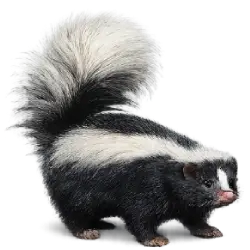 Patagonian Hog-nosed Skunk (Conepatus humboldtii) featured animal image on AnimalDex