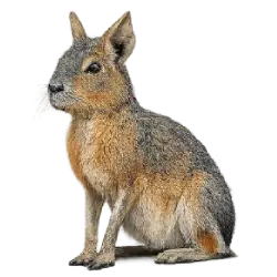 Patagonian Mara (Dolichotis patagonum) featured animal image on AnimalDex