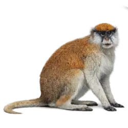 Patas Monkey (Erythrocebus patas) thumbnail image on AnimalDex