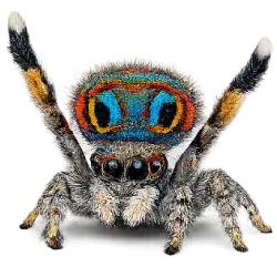 Peacock Spider (Maratus volans) featured animal image on AnimalDex
