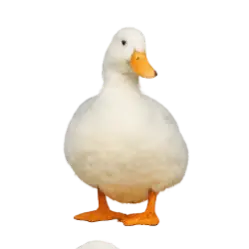 Pekin Duck animal lesson image on AnimalDex