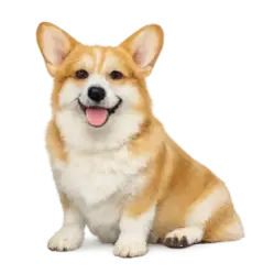Pembroke Welsh Corgi animal lesson image on AnimalDex