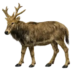 Pere David's Deer animal lesson image on AnimalDex