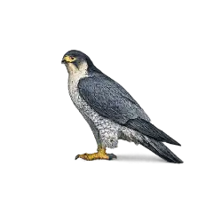 Peregrine Falcon (Falco peregrinus) featured animal image on AnimalDex