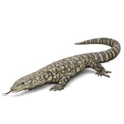 Perentie (Varanus giganteus) featured animal image on AnimalDex