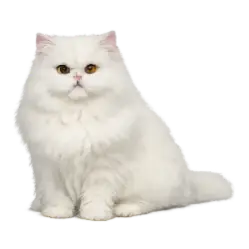 Persian Cat animal lesson image on AnimalDex
