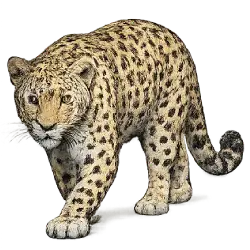 Persian Leopard animal lesson image on AnimalDex