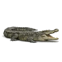 Philippine Crocodile (Crocodylus mindorensis) featured animal image on AnimalDex