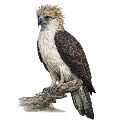 Philippine Eagle (Pithecophaga jefferyi) featured animal image on AnimalDex