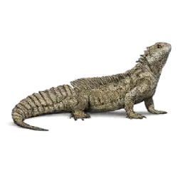 Philippine Sailfin Lizard (Hydrosaurus pustulatus) featured animal image on AnimalDex