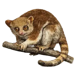 Philippine Tarsier animal lesson image on AnimalDex