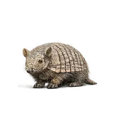 Pichi Armadillo lesson from nature