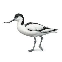 Pied Avocet (Recurvirostra avosetta) featured animal image on AnimalDex