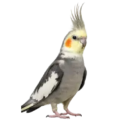 Pied Cockatiel (Nymphicus hollandicus) thumbnail image on AnimalDex