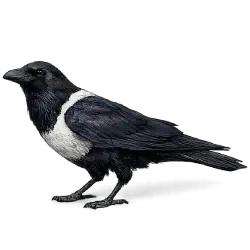 Pied Crow animal lesson image on AnimalDex