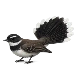 Pied Fantail