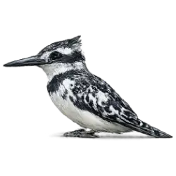 Pied Kingfisher (Ceryle rudis) featured animal image on AnimalDex