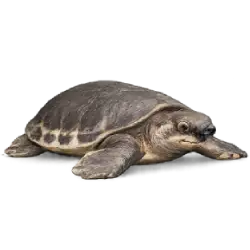 Pig-nosed Turtle (Carettochelys insculpta) featured animal image on AnimalDex