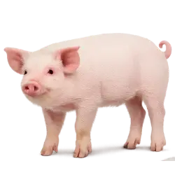Pig (Sus scrofa domesticus) thumbnail image on AnimalDex