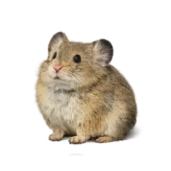 Pika (Ochotona spp.) featured animal image on AnimalDex