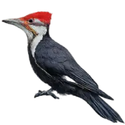 Pileated Woodpecker (Dryocopus pileatus) featured animal image on AnimalDex