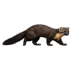 Pine Marten (Martes martes) featured animal image on AnimalDex