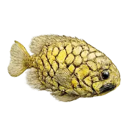 Pinecone Fish (Monocentris japonica) featured animal image on AnimalDex