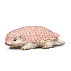 Pink Fairy Armadillo animal lesson image on AnimalDex