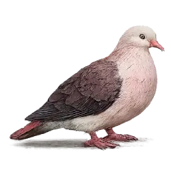 Pink Pigeon (Nesoenas mayeri) featured animal image on AnimalDex