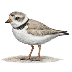 Piping Plover (Charadrius melodus) featured animal image on AnimalDex