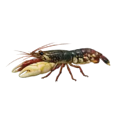 Pistol Shrimp animal lesson image on AnimalDex
