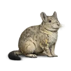 Plains Vizcacha (Lagostomus maximus) thumbnail image on AnimalDex