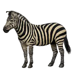 Plains Zebra (Equus quagga) featured animal image on AnimalDex