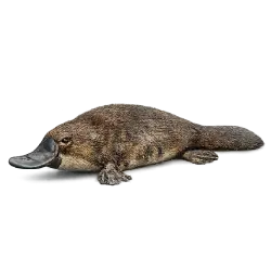Platypus (Ornithorhynchus anatinus) featured animal image on AnimalDex