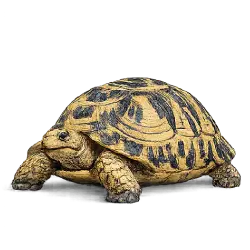 Ploughshare Tortoise (Astrochelys yniphora) featured animal image on AnimalDex