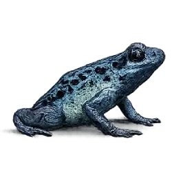 Poison Dart Frog (Dendrobatidae) featured animal image on AnimalDex