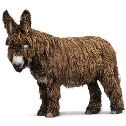 Poitou Donkey animal lesson image on AnimalDex