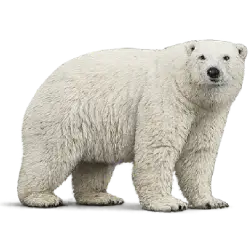Polar Bear (Ursus maritimus) featured animal image on AnimalDex