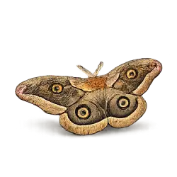 Polyphemus Moth (Antheraea polyphemus) featured animal image on AnimalDex