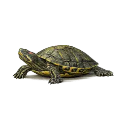 Pond Slider animal lesson image on AnimalDex