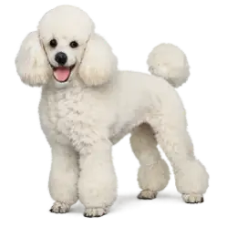 Poodle animal lesson image on AnimalDex