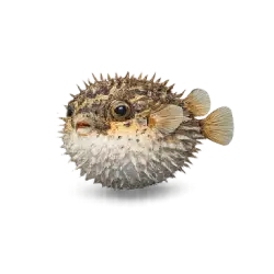 Porcupinefish (Diodon hystrix) featured animal image on AnimalDex