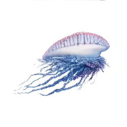 Portuguese Man o' War (Physalia physalis) featured animal image on AnimalDex
