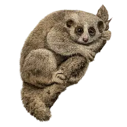 Potto (Perodicticus potto) featured animal image on AnimalDex
