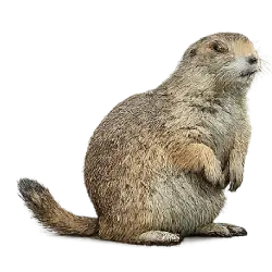 Prairie Dog (Cynomys ludovicianus) featured animal image on AnimalDex