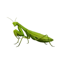 Praying Mantis (Mantodea) featured animal image on AnimalDex