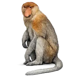 Proboscis Monkey (Nasalis larvatus) featured animal image on AnimalDex