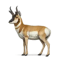 Pronghorn (Antilocapra americana) featured animal image on AnimalDex