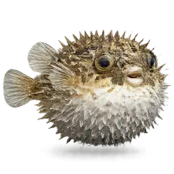 Pufferfish (Tetraodon nigroviridis) featured animal image on AnimalDex