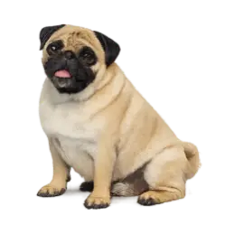 Pug animal lesson image on AnimalDex